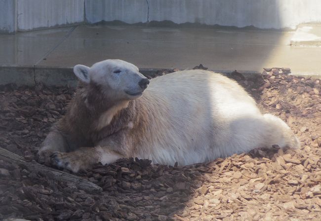 男鹿水族館GAOのホッキョクグマのクルミ_b0014576_10584121.jpg