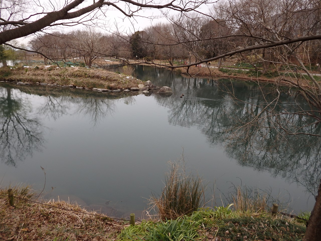 『今日の木曽川水園風景･････』_d0054276_1914285.jpg