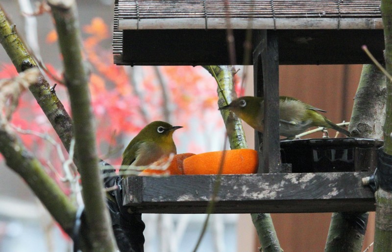 紅梅、メジロ、シジュウカラ、ジョウビタキ_d0160788_17141119.jpg