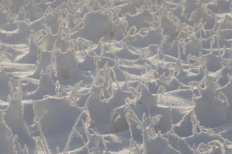 雪景色をもう一度_d0021491_20385401.jpg