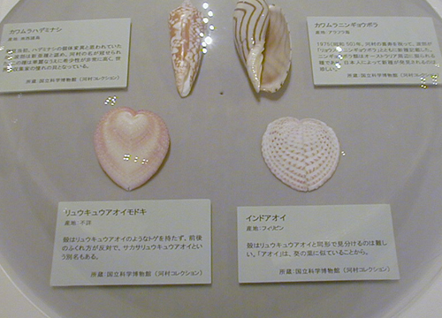 ●『ニッポン貝人列伝 時代をつくった貝コレクション』_d0053294_00374260.jpg