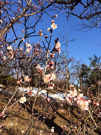 羽根木公園の梅&懐かしい写真_c0090198_20442040.jpg