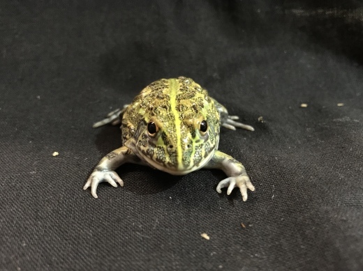 アフリカウシガエル販売 横浜の爬虫類専門店 アクアマイティーblog