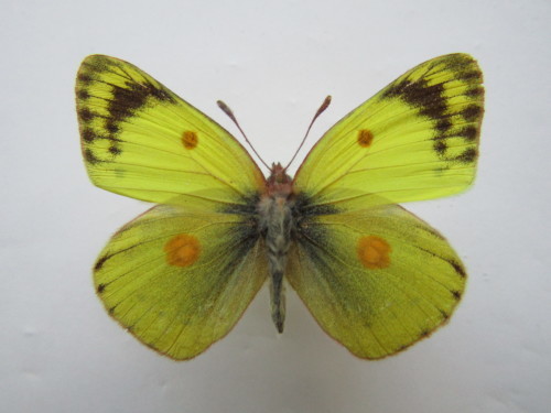 美しいオレンジ紋の競演 モンキチョウ オレンジ紋(拡大)型 : 私の天狗蝶