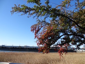 年末年始の近況　　完　　２０１８・１・３０_f0000521_17355158.jpg