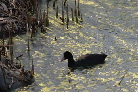 境川遊水地の鳥たち_e0335926_23042504.jpg