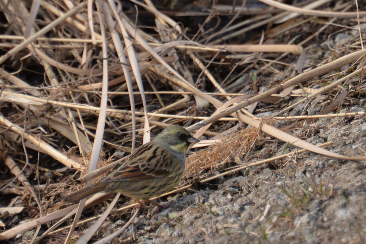 境川遊水地の鳥たち_e0335926_23162041.jpg