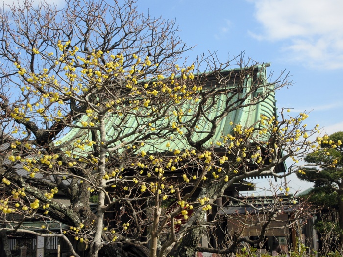 【鎌倉・長谷寺】蝋梅の香りを求めて②_b0009849_17275115.jpg