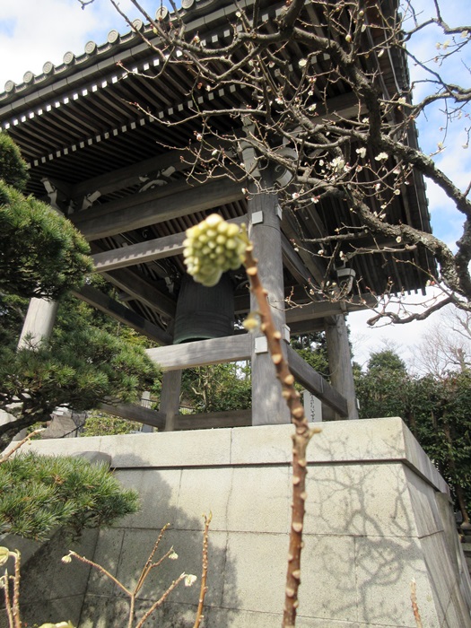 【鎌倉・長谷寺】蝋梅の香りを求めて②_b0009849_17332729.jpg