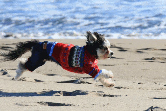 c0145250_08551237.gif
