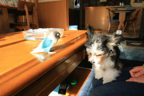 c0145250_09110519.gif