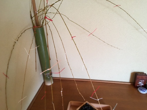 a0152454_12103533.jpeg