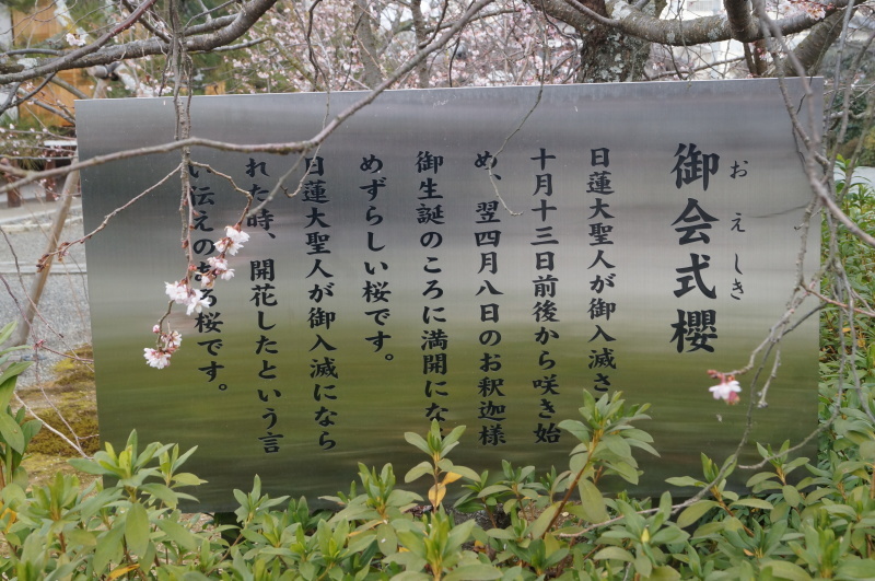 妙蓮寺の御会式桜_b0063958_22271799.jpg