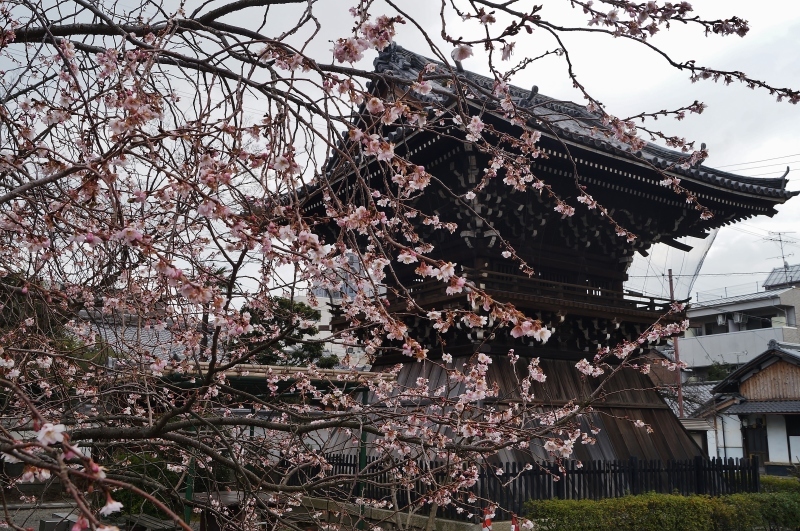 妙蓮寺の御会式桜_b0063958_22294726.jpg