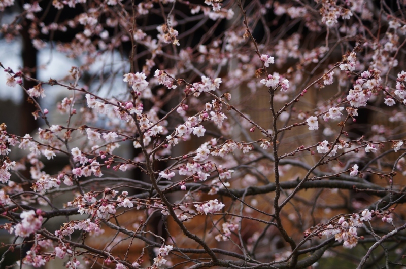 妙蓮寺の御会式桜_b0063958_22331413.jpg