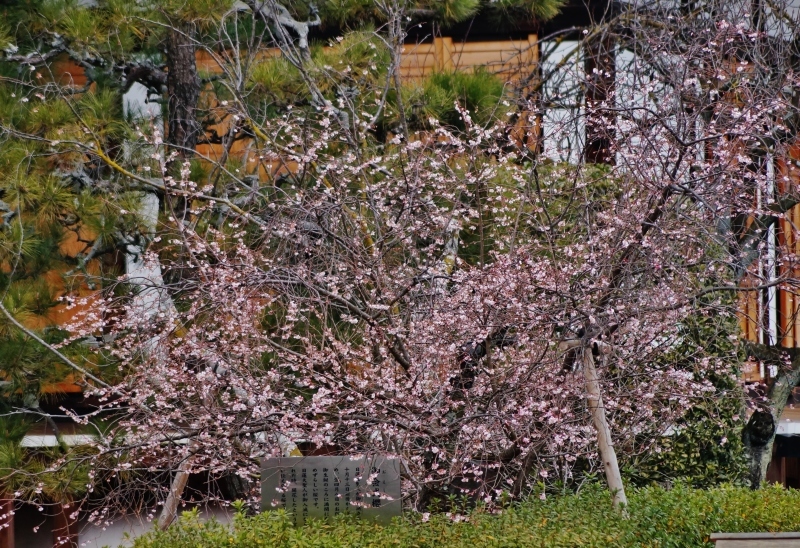 妙蓮寺の御会式桜_b0063958_22373968.jpg