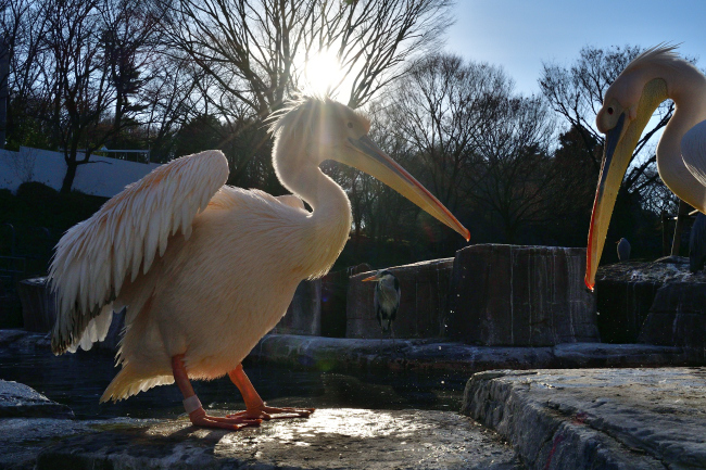 被写体の少ないときは動物園_b0183370_21093028.jpg