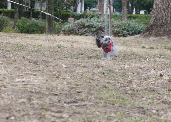 b0358575_18194172.gif