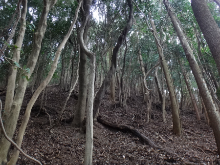 大目配～西山周回途中棄権（福岡県古賀市）_d0182075_01451470.jpg