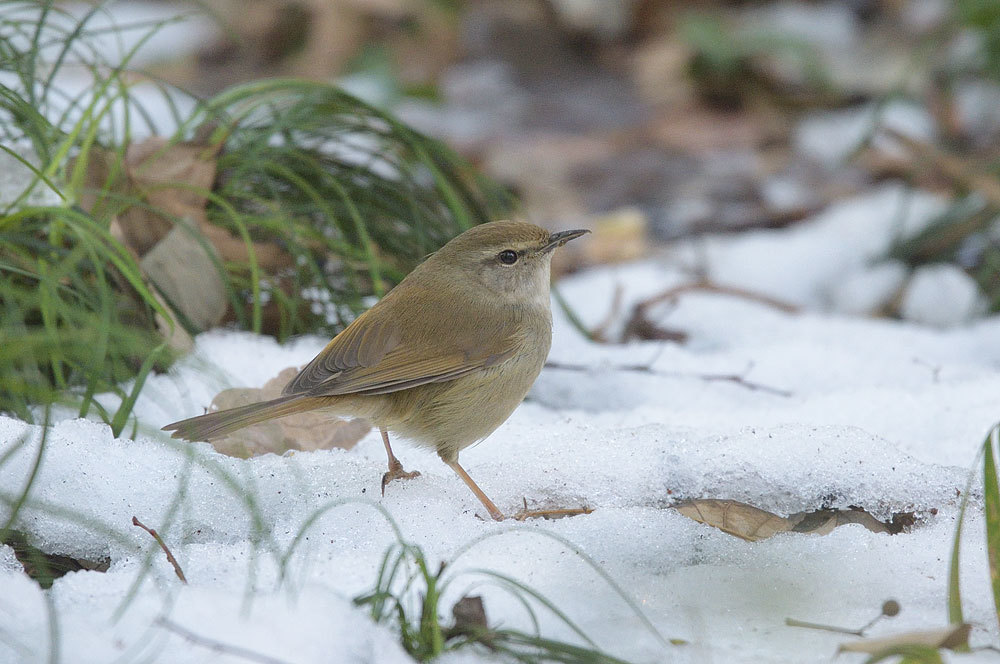 残雪の鳥たち_a0035279_22032237.jpg