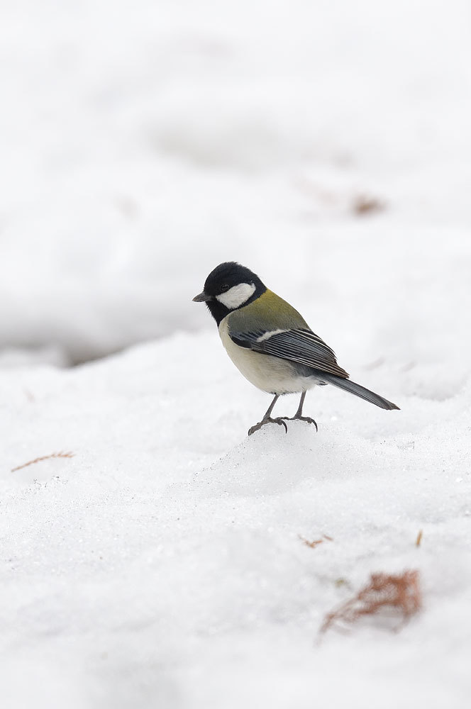 残雪の鳥たち_a0035279_22032958.jpg