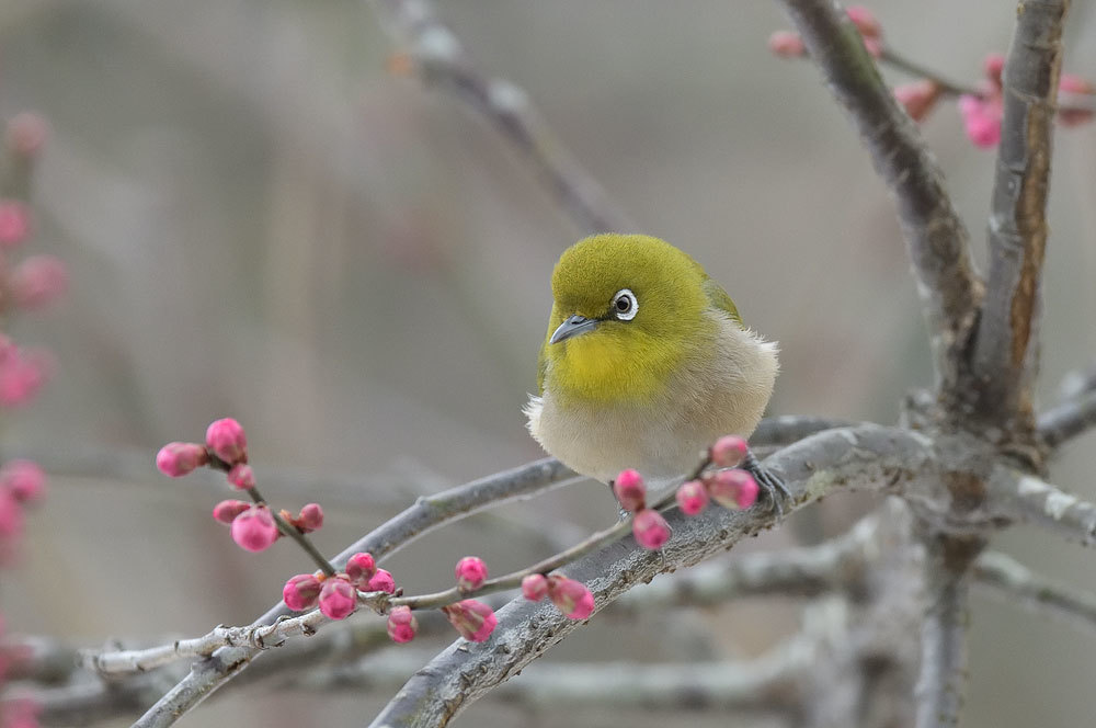 残雪の鳥たち_a0035279_22034554.jpg