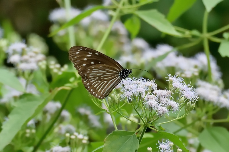 f0031682_11065907.jpg