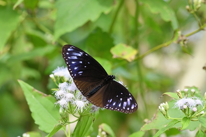 f0031682_11065921.jpg