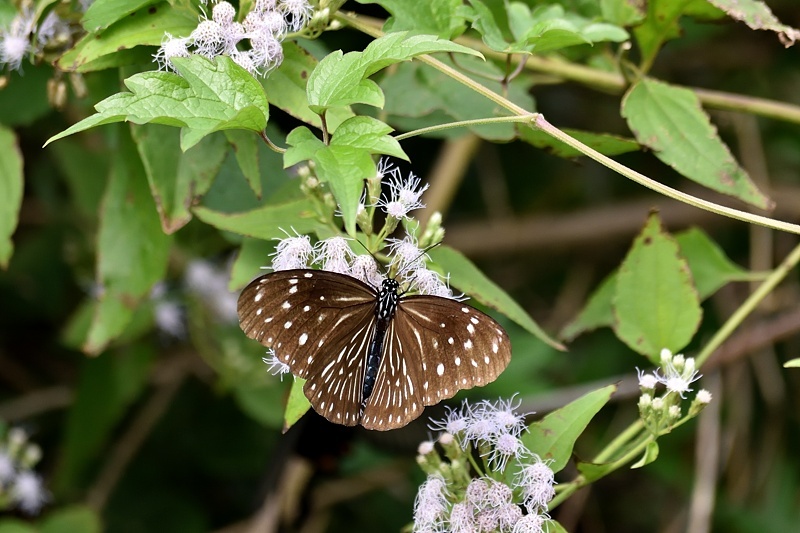 f0031682_11070592.jpg