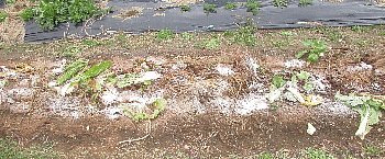 f0003283_20242877.jpg