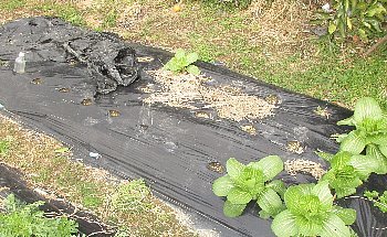 f0003283_20253872.jpg