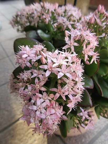 花月 多肉植物 金のなる木　桜花月（この値段は今晩24時まで）