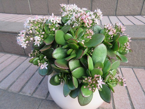 金のなる木（花月） : の～んびり！！