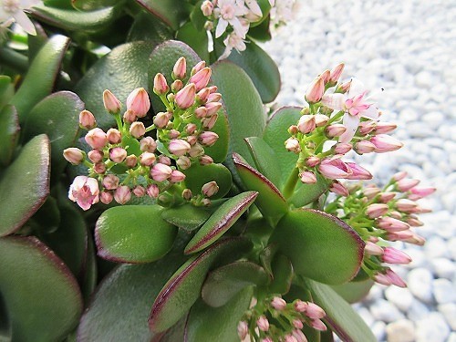 金のなる木（花月） : の～んびり！！