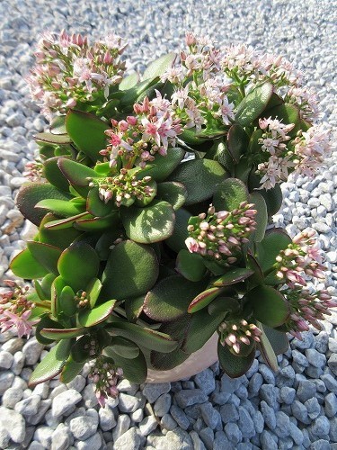 金のなる木（花月） : の～んびり！！