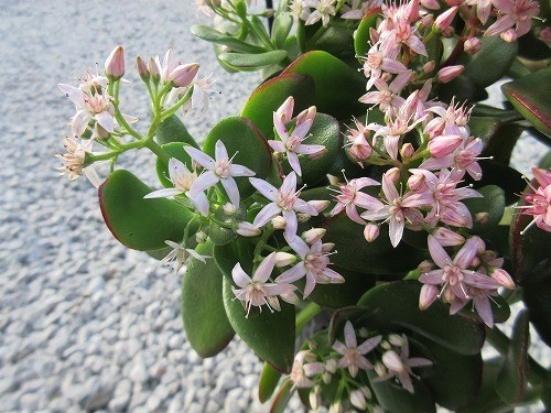 金のなる木 多肉植物 特大株 その他多肉植物