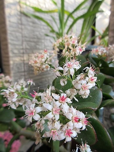 金のなる木（花月） : の～んびり！！