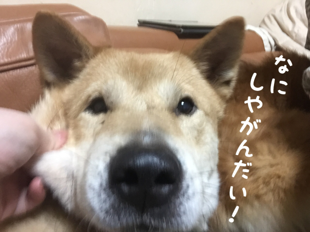 c0332184_00170134.jpeg