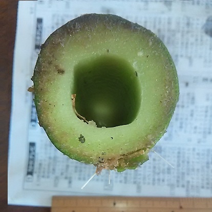 皇帝ダリア 挿し木に挑戦 健気に育つ植物たち