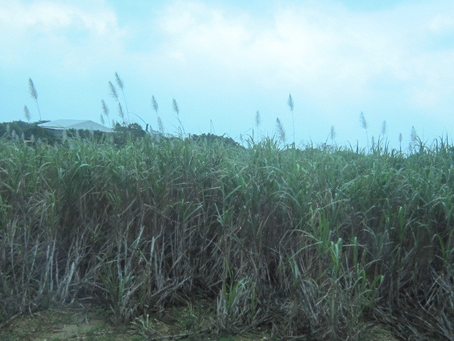 ♪おーりとーり★八重山島めぐり③(由布島)_d0162225_10332558.jpg