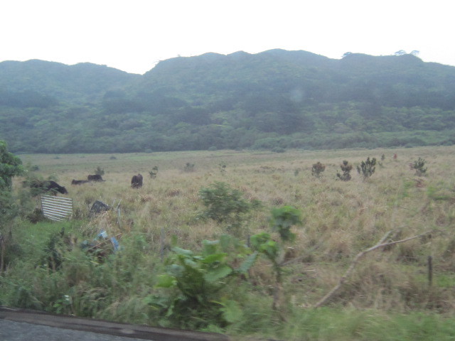 ♪おーりとーり★八重山島めぐり③(由布島)_d0162225_10353002.jpg