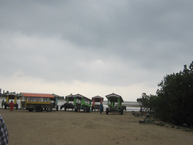 ♪おーりとーり★八重山島めぐり③(由布島)_d0162225_10361753.jpg
