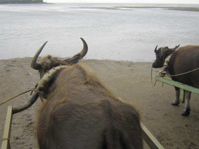 ♪おーりとーり★八重山島めぐり③(由布島)_d0162225_10372257.jpg