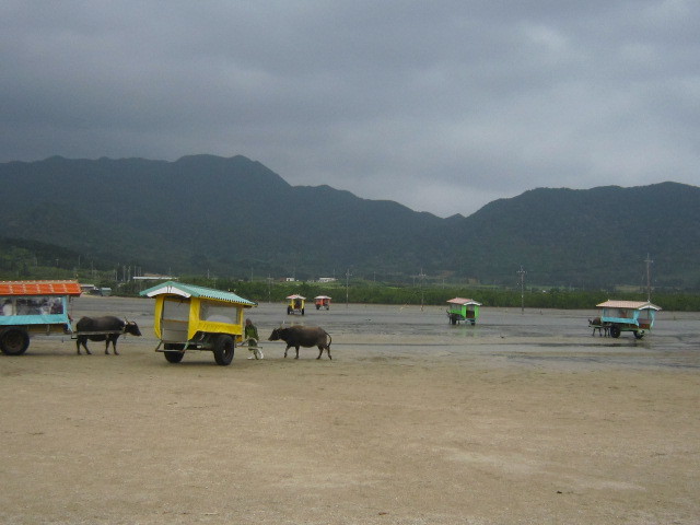 ♪おーりとーり★八重山島めぐり③(由布島)_d0162225_10382844.jpg