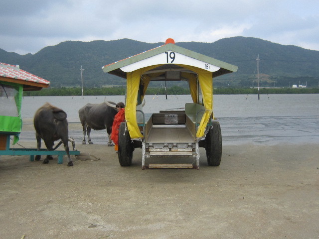 ♪おーりとーり★八重山島めぐり③(由布島)_d0162225_10594568.jpg