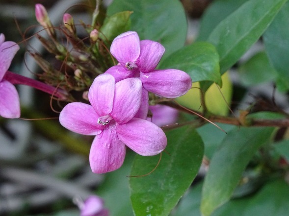 大阪府立花の文化園・温室の花_b0299042_21545528.jpg