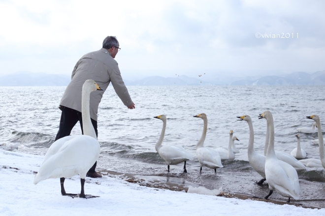 福島 猪苗代湖撮影会 ~オナガガモとハクチョウに囲まれて♪~_e0227942_23071974.jpg