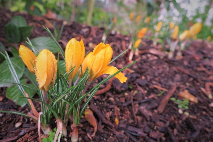 e0300042_17244541.jpg