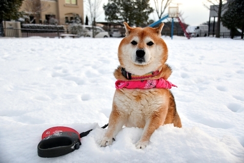 雪だるまと寒波と子供・・・相関関係_b0314043_07591904.jpg