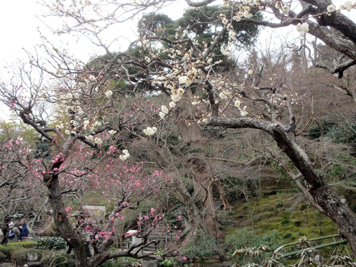 【鎌倉・長谷寺】蝋梅の香りを求めて③_b0009849_16581830.jpg